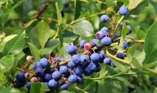 北村蓝莓几月成熟 蓝莓几月份成熟
